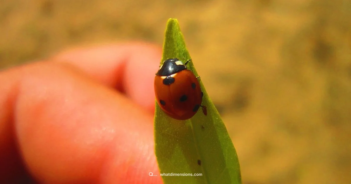 Instagram Size Guide - What Dimensions