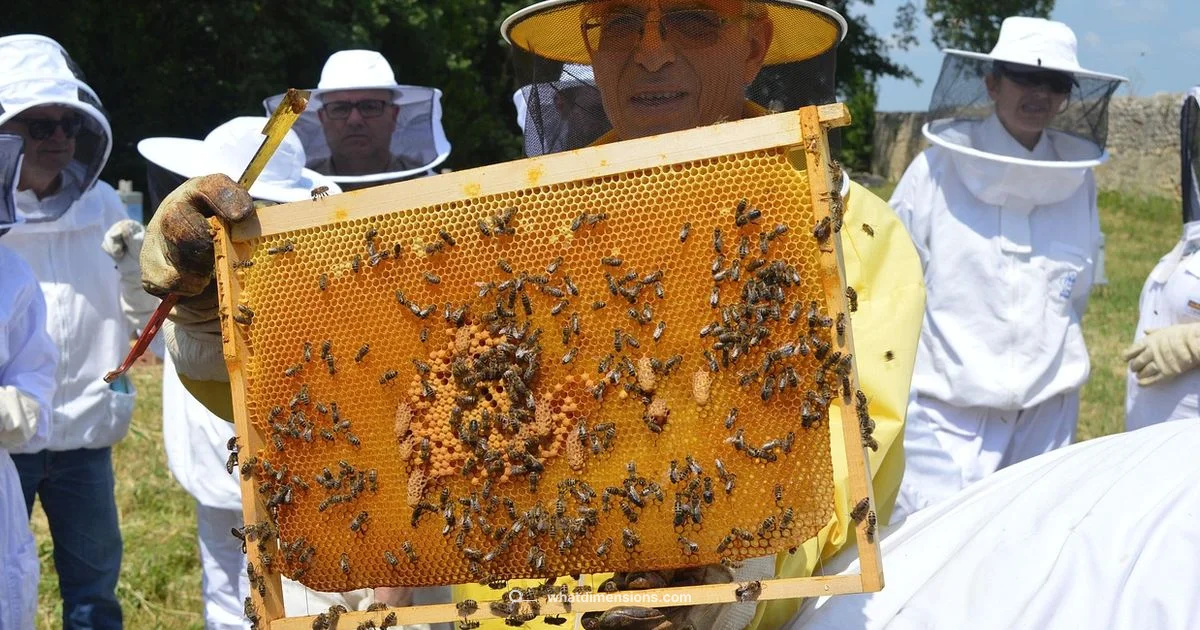 Queen vs Full Dimensions - What Dimensions