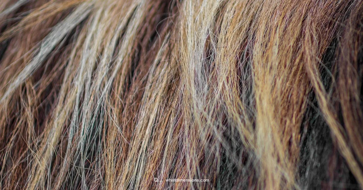 Hair Dimensions Hair Dimensions - What Dimensions