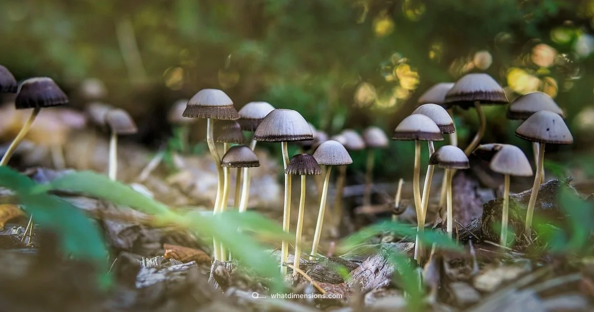 9:16 Guide - What Dimensions