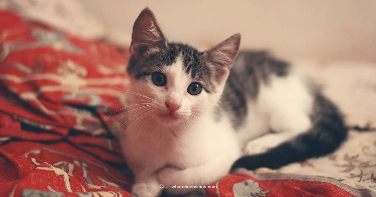 King Sheet Dimensions - What Dimensions