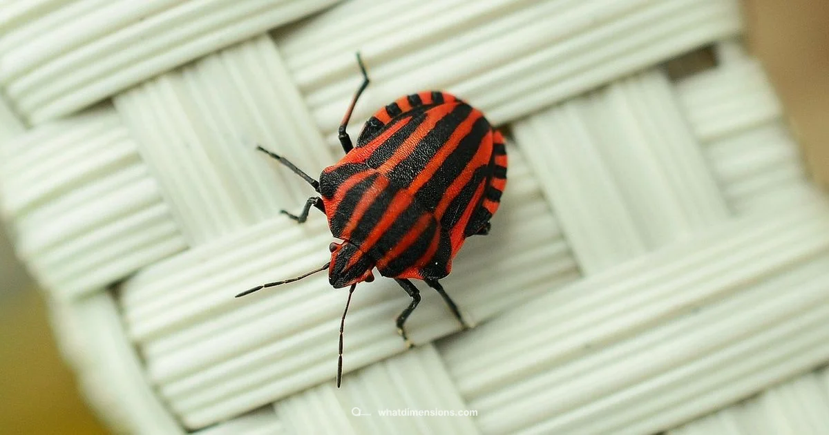 Bed Bug Size Guide - What Dimensions