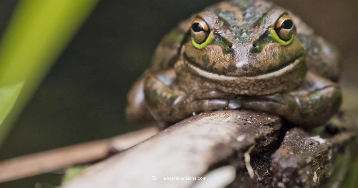 Dimension X Location - What Dimensions