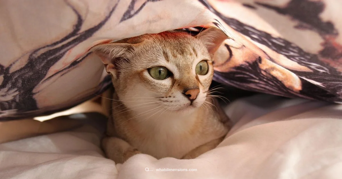 Queen Quilt Dimensions - What Dimensions