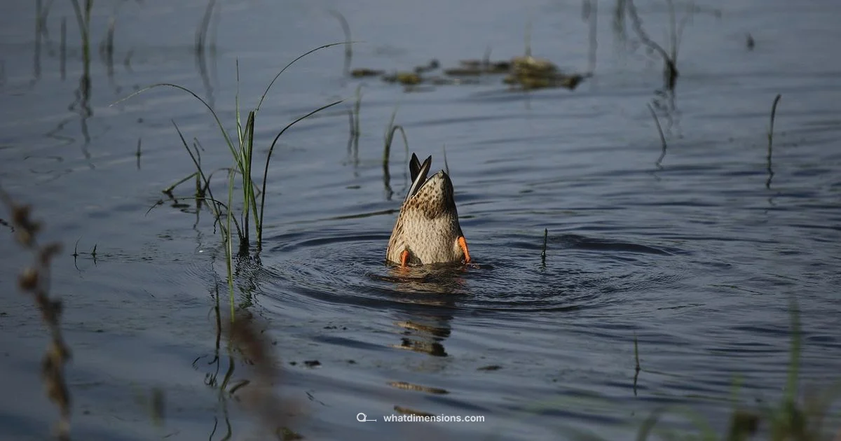 Dimensions in Stranger Things - What Dimensions